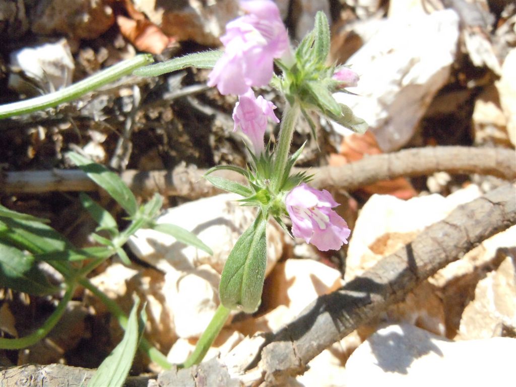Colle Rotondo (AQ) : Galeopsis angustifolia